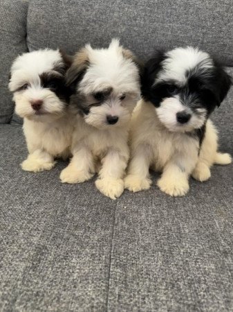 Bichon Havanese