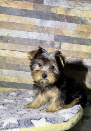 Yorkshire Terrier