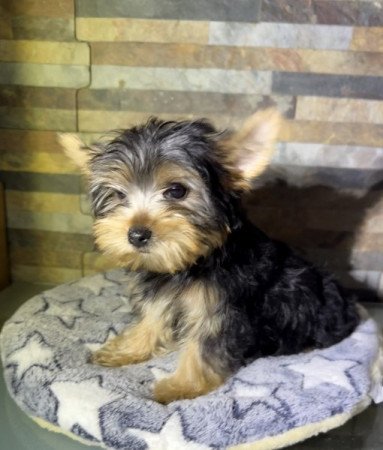 Yorkshire Terrier
