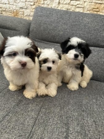 Bichon Havanese