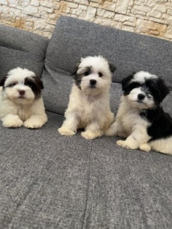 Bichon Havanese