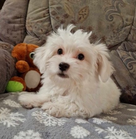 Bichon havanese