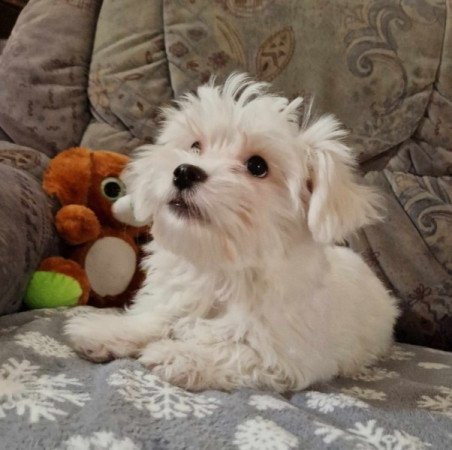 Bichon havanese