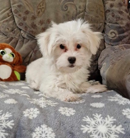 Bichon havanese