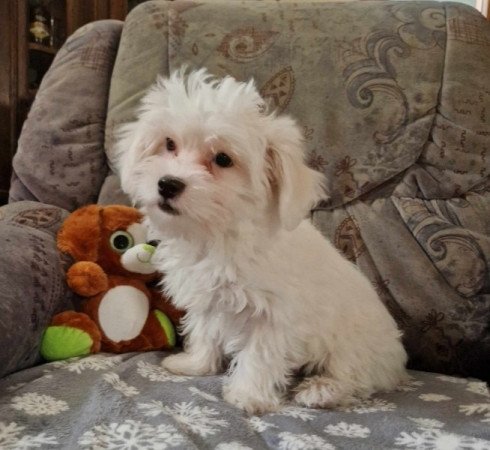 Bichon havanese