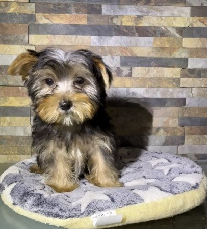 Yorkshire Terrier