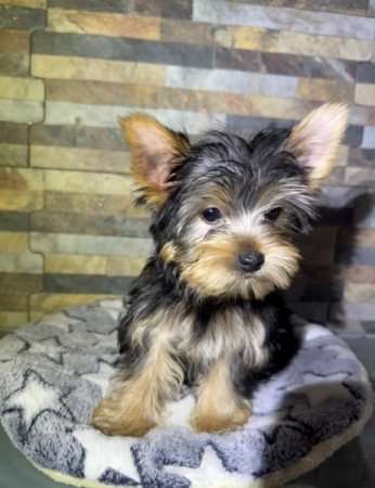 Yorkshire Terrier