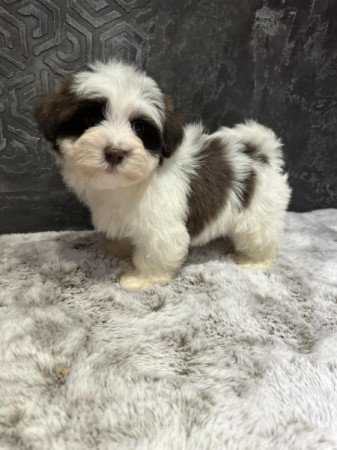 Bichon Havanese