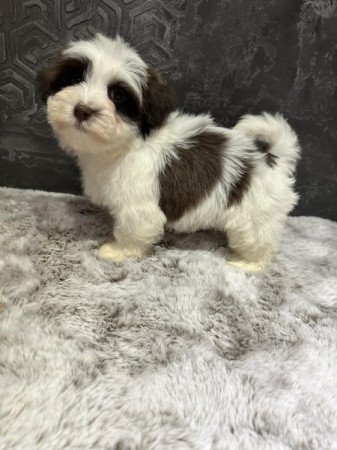 Bichon Havanese