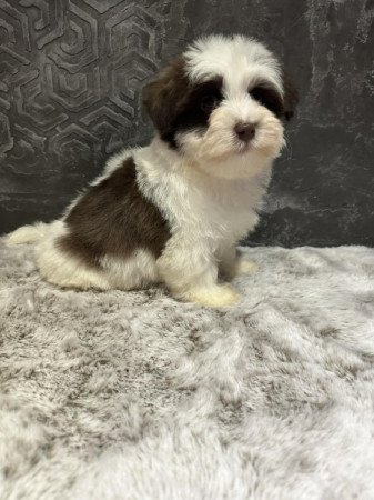 Bichon Havanese