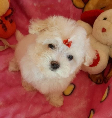 Bichon Havanese