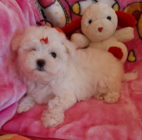 Bichon Havanese