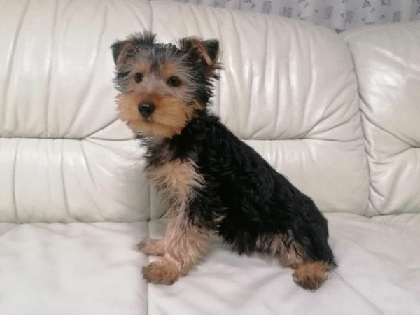 Yorkshire terrier