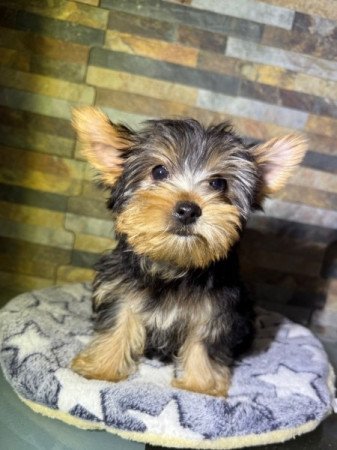 Yorkshire Terrier