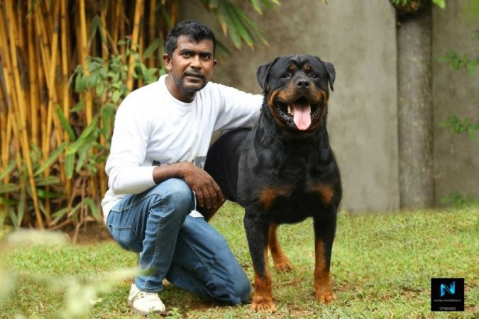 Rottweiler