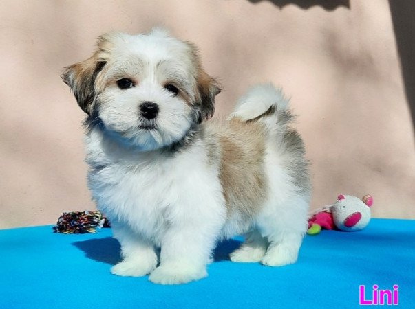 Bichon Havanese