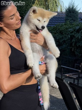 Akita Inu Female Puppies
