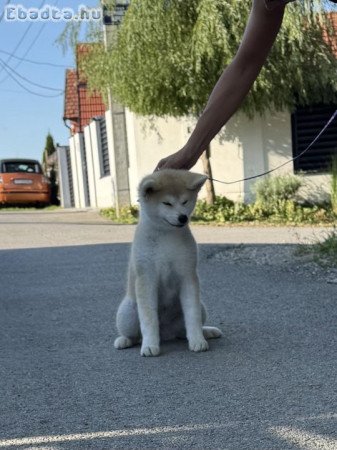 Akita Inu Female Puppies