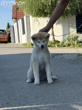 Akita Inu Female Puppies
