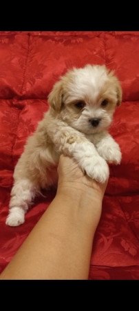 Bichon Havanese