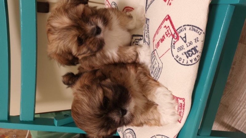 Lhasa apso