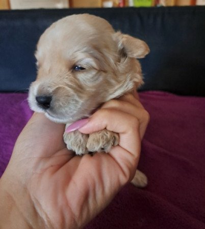 Máltai+uszkár=Maltipoo havanese bichon