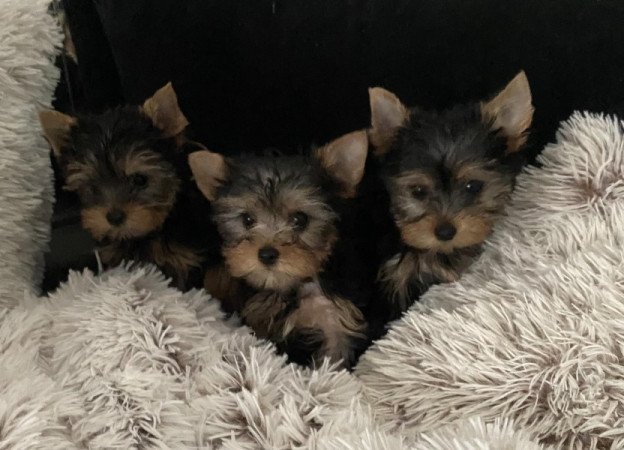 Yorkshire terrier