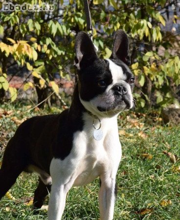 Boston terrier puppies