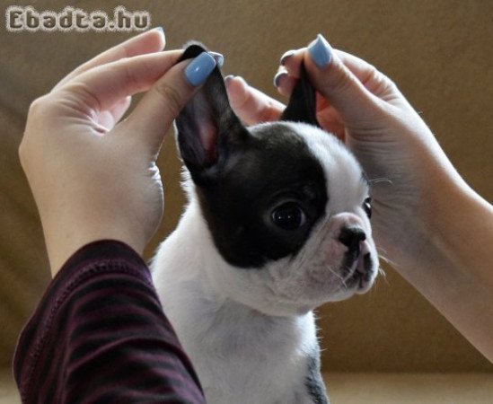 Boston terrier puppies