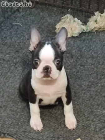 Boston terrier puppies