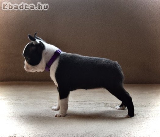 Boston terrier puppies