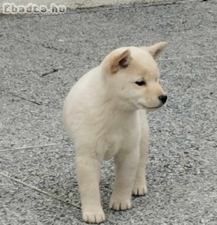 Shiba inu kiskutyák 06204389595