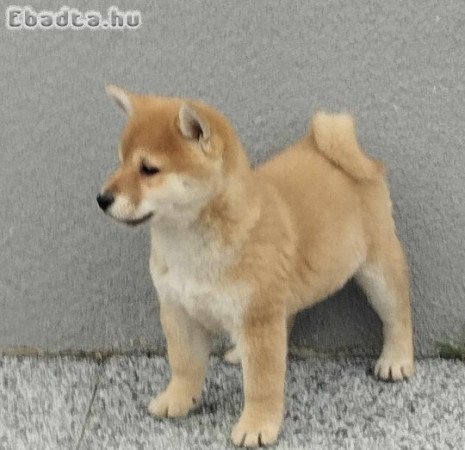 Shiba inu kiskutyák 06204389595