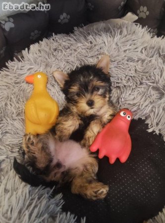 Yorki babàk lányok, fiú