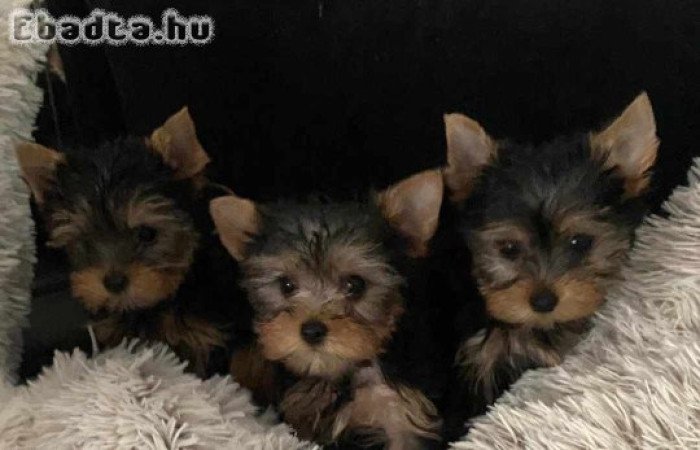 Yorki babàk lányok, fiú