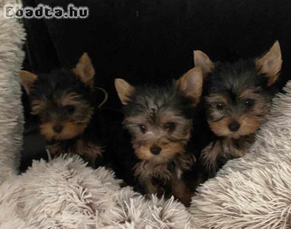 Yorki babàk lányok, fiú