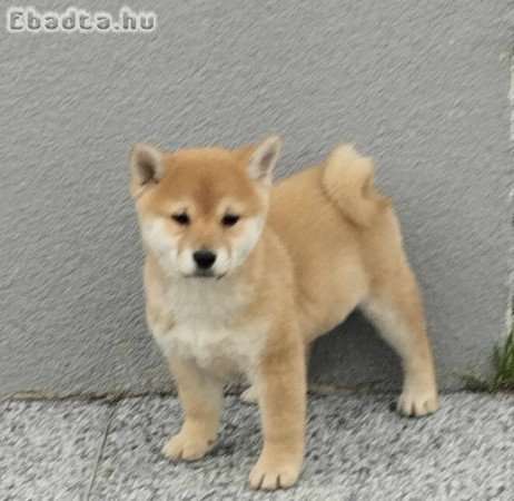 Shiba inu kiskutyák 06204389595