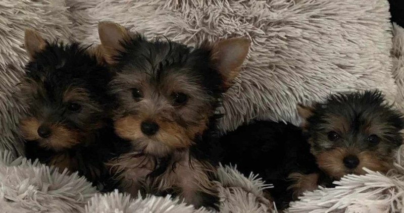 Yorkshire terrier