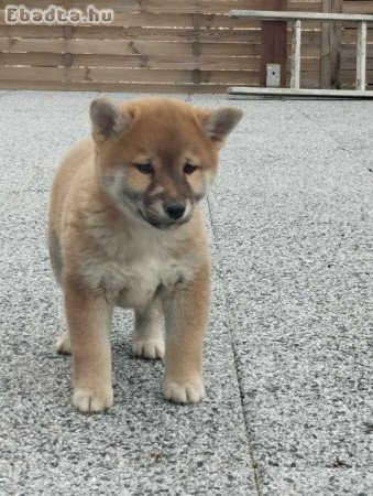 Shiba inu kiskutyák 06204389595