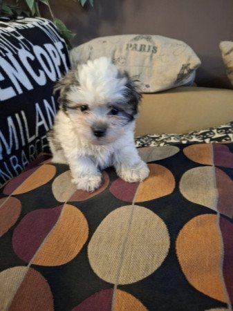 bichon havanese