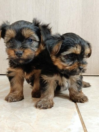 Yorkshire terrier