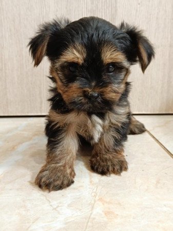 Yorkshire terrier