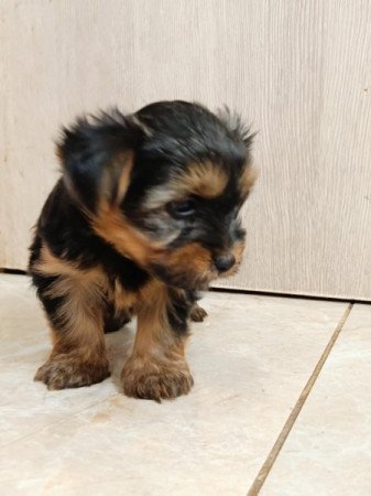 Yorkshire terrier