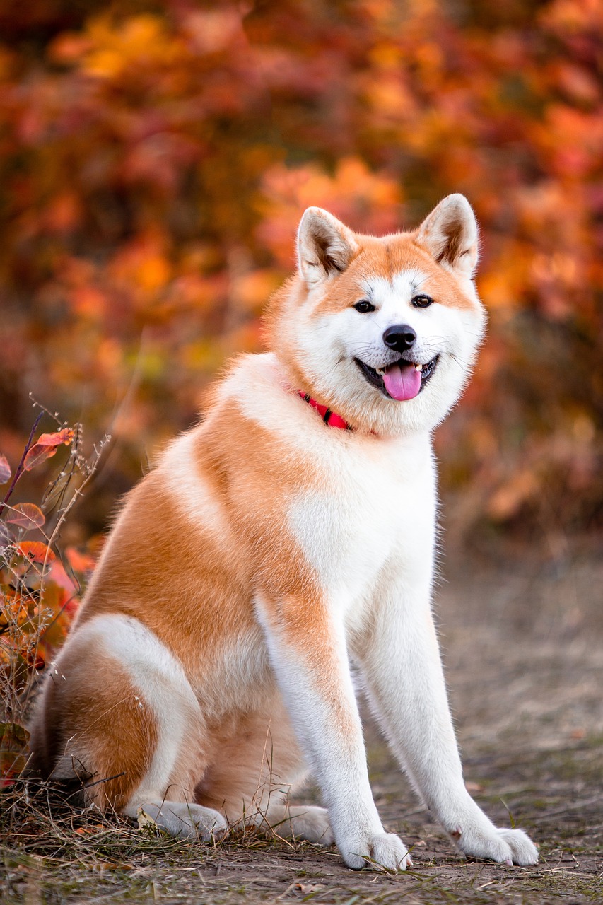 akita