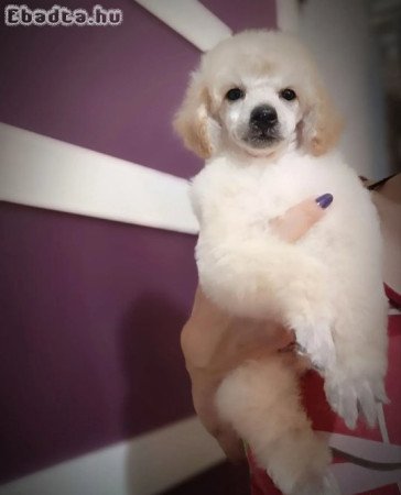 Miniature poodles white and black