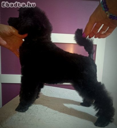 Miniature poodles white and black