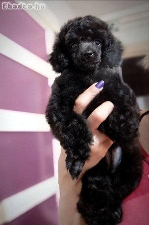 Miniature poodles white and black