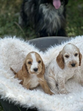 Angol cocker spániel