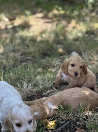 Angol cocker spániel