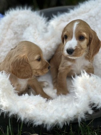 Angol cocker spániel